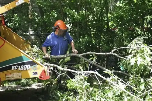 tree services White Rock